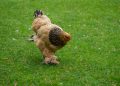 Cochin hen