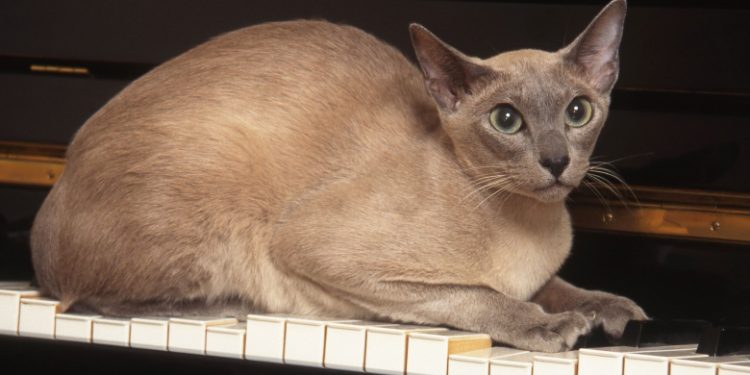 Tonkinese
