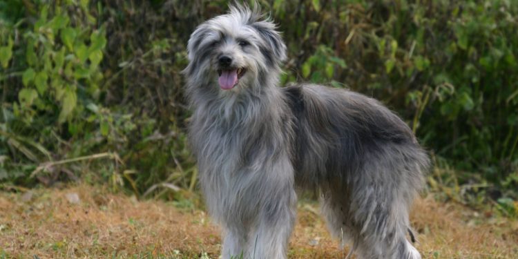 Pyrenean Shepherd