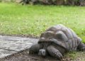 Common illnesses of your turtle