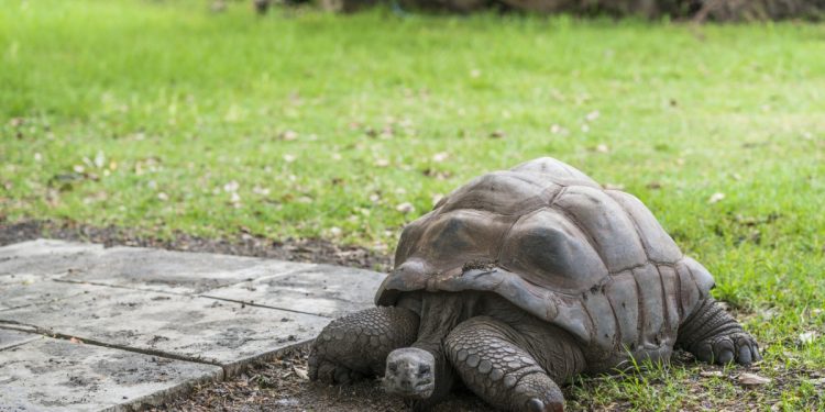 Common illnesses of your turtle