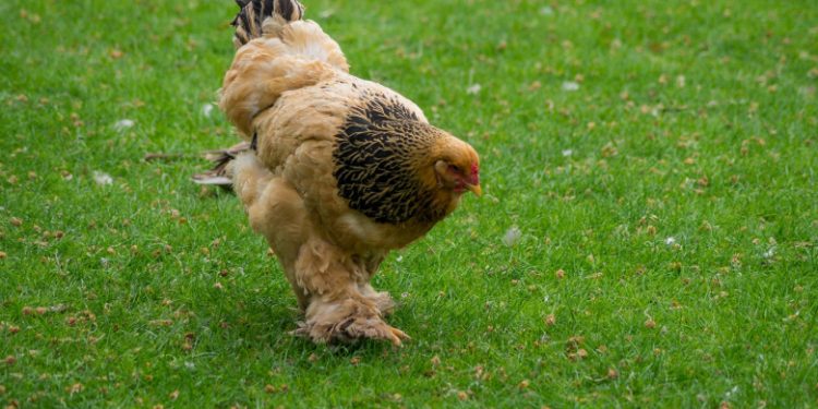 Cochin hen