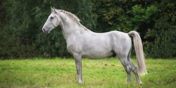 Lipizzan