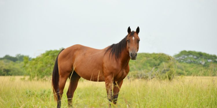 Quarter Horse