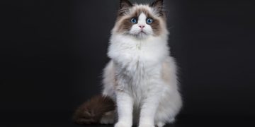 Ragdoll