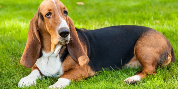 Basset Hound