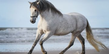 Purebred Spanish (PRE)