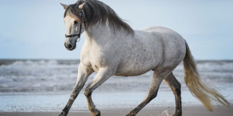 Purebred Spanish (PRE)