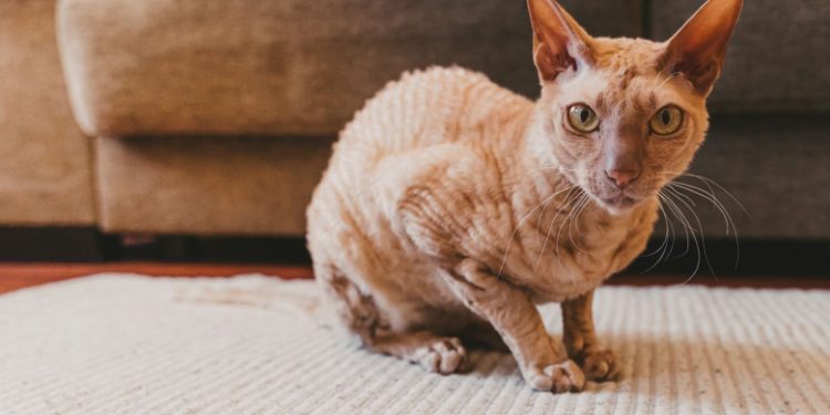 Peterbald