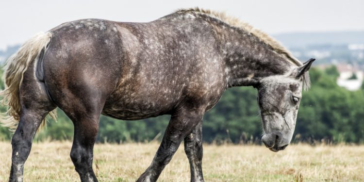 Percheron