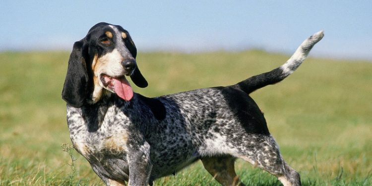 Basset Bleu of Gascony