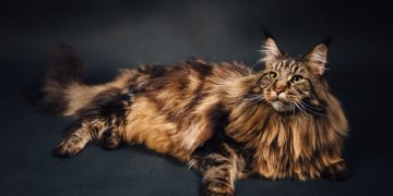 Maine Coon