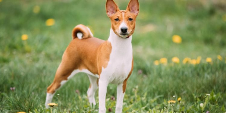 Basenji