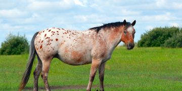 Appaloosa