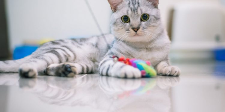 American Shorthair