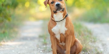 American Staffordshire Terrier