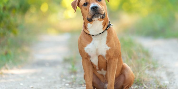 American Staffordshire Terrier
