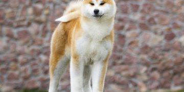 Akita Inu