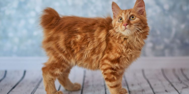 American Bobtail