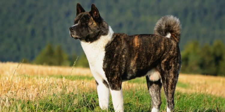 American Akita
