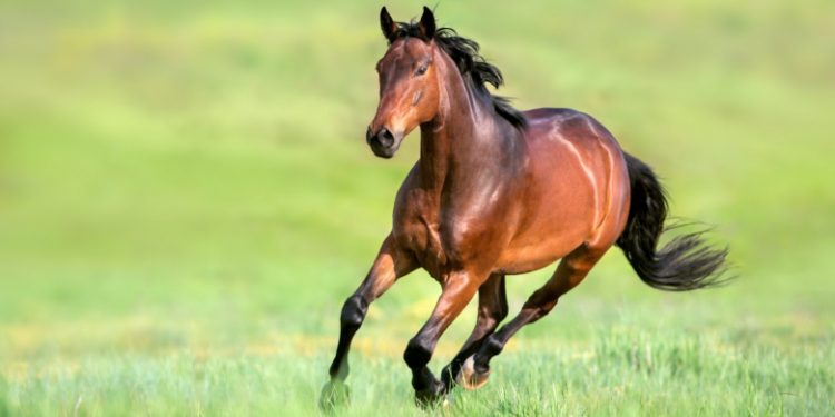 English Thoroughbred