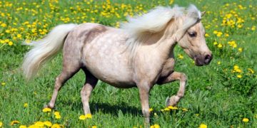 Falabella