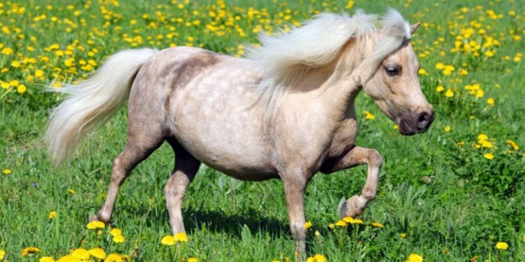 Falabella