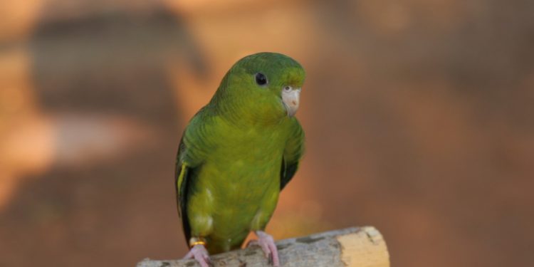 Catherine Parakeet