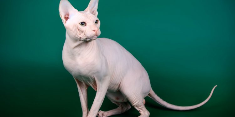 Sphynx