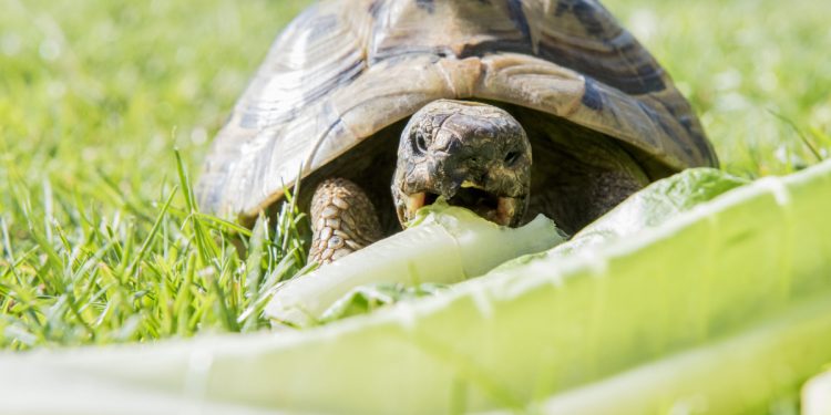 What does a turtle eat?