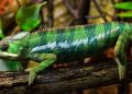How to set up a lizard terrarium?