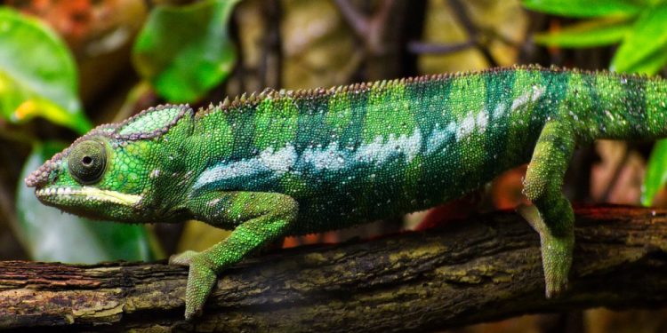 How to set up a lizard terrarium?