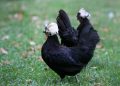 Dutch crested hen
