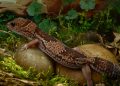 How much does a lizard cost and where to buy it?
