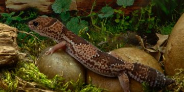 How much does a lizard cost and where to buy it?