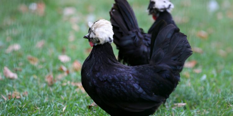 Dutch crested hen