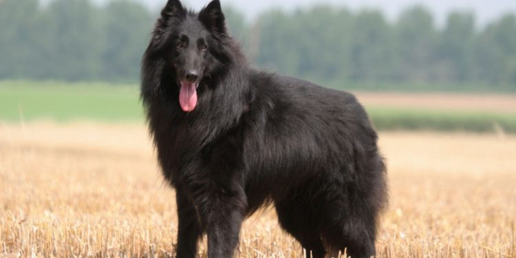 Berger Belge Groenendael