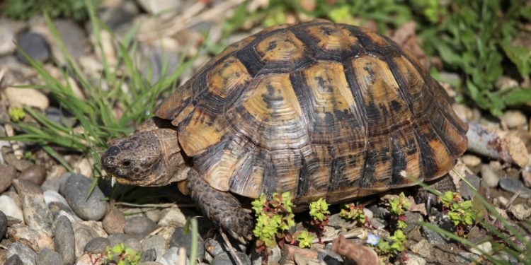 How much does a turtle cost and where to buy it?