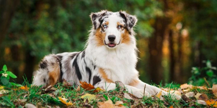 Australian shepherd