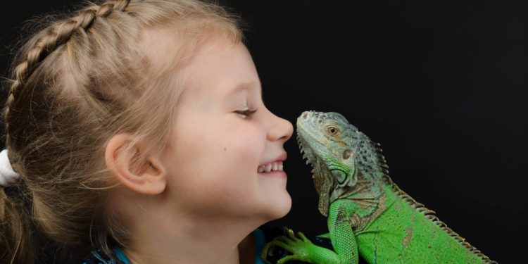 How to handle an iguana?
