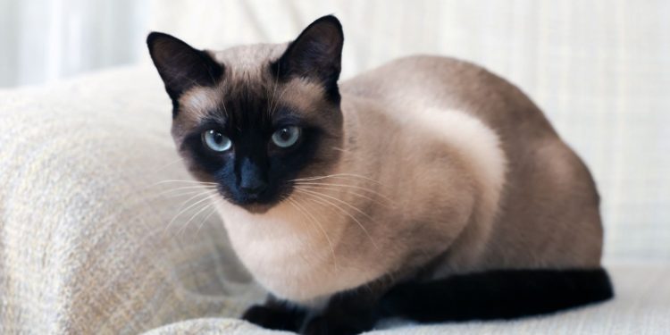 Siamese