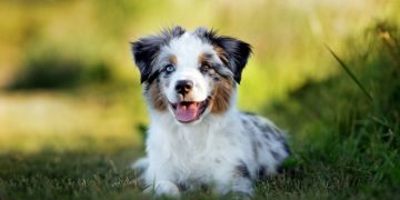 Miniature American Shepherd