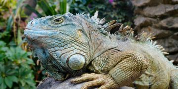 Common diseases of your iguana – News from the animal world