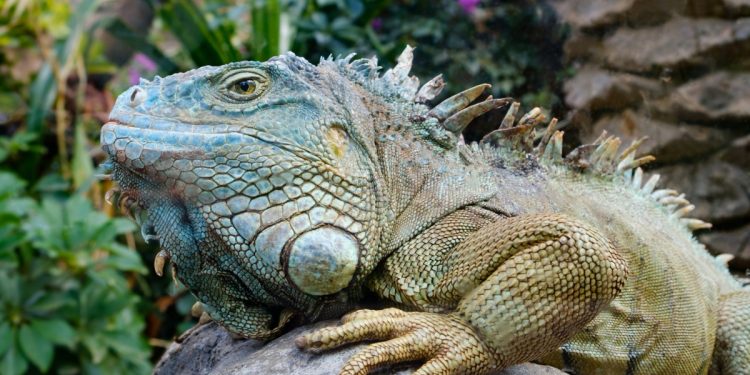 Common diseases of your iguana