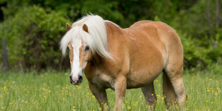 Haflinger