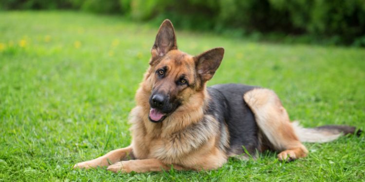 German shepherd
