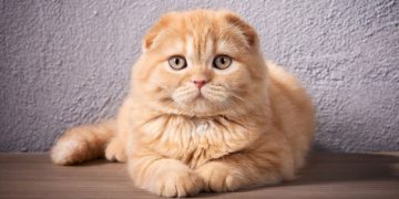 Scottish Fold