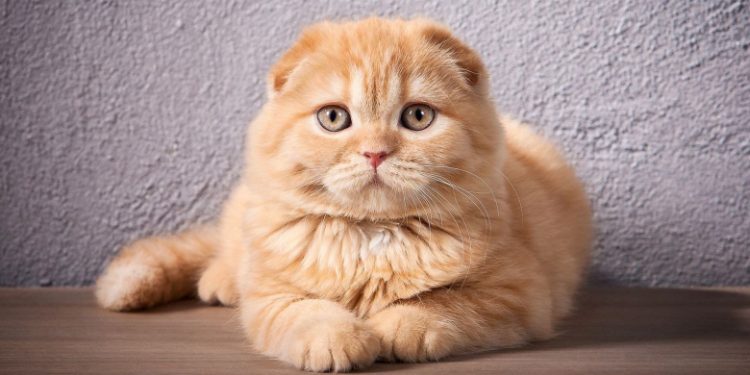 Scottish Fold
