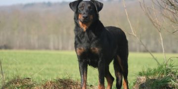 Beauceron