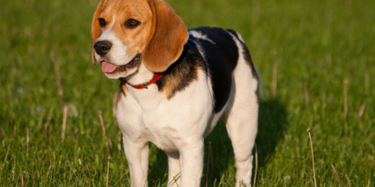 Beagle
